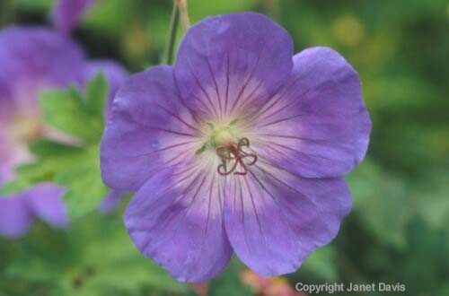 14-Geranium