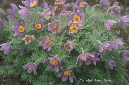 18-Pulsatilla