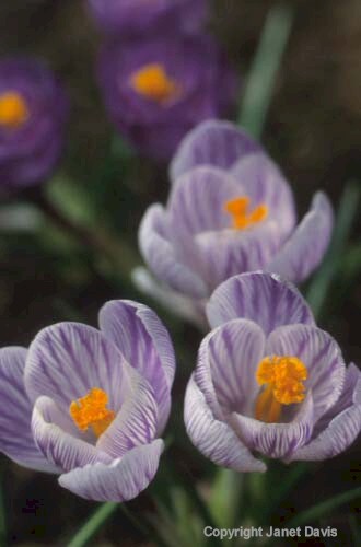 19-Crocus