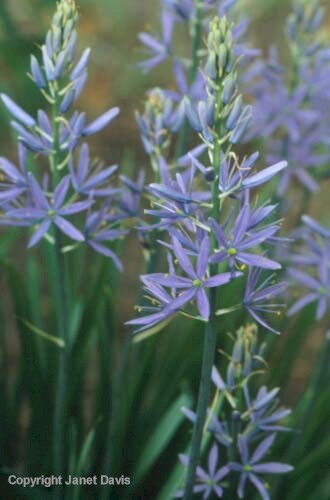 20-Camassia