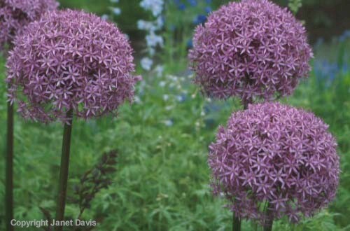 28-Allium