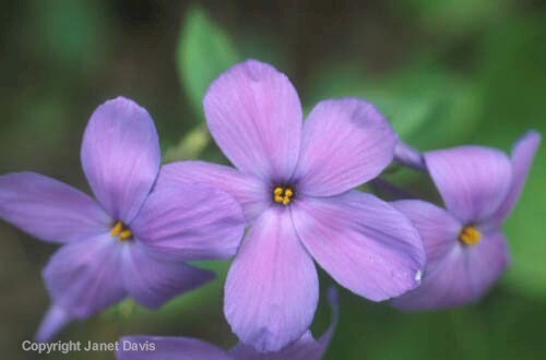 29-Phlox