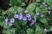 04-Pulmonaria