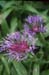 12-Centaurea