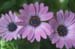 25-Osteospermum