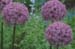 28-Allium