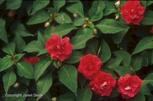 03-Impatiens