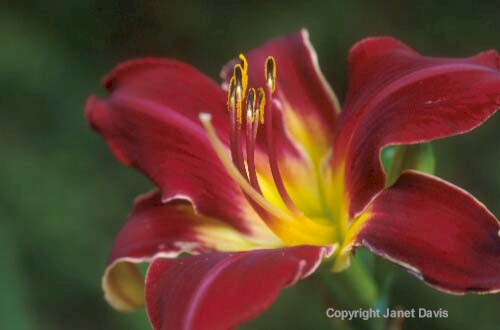 04-Daylily