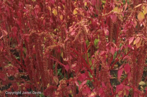 05-Amaranthus