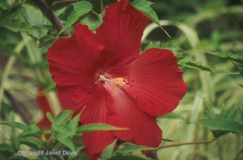 06-Hibiscus