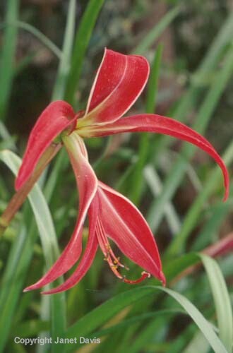 09-Sprekelia