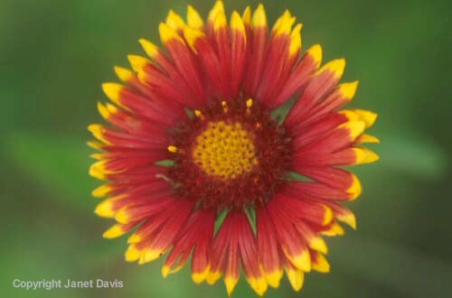 14-Gaillardia