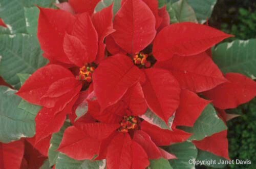 15-Poinsettia