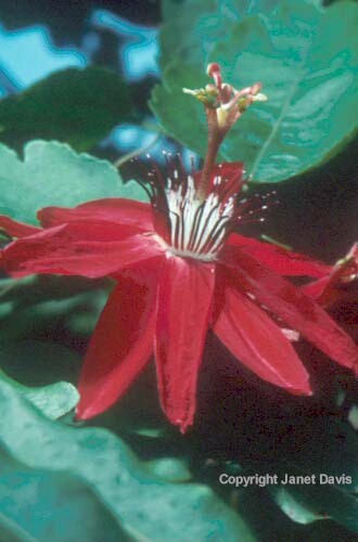 23-Passiflora