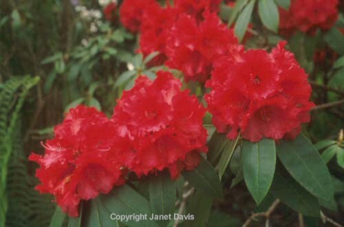 27-Rhododendron