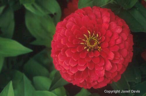 30-Zinnia