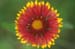 14-Gaillardia