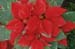 15-Poinsettia