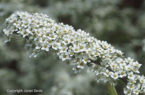 05-Spirea