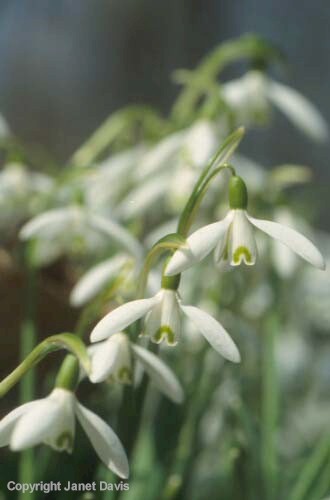 07-Snowdrop