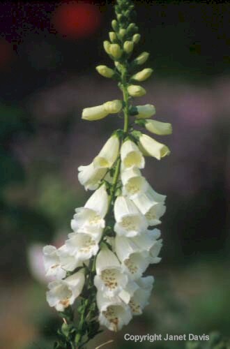 11-Foxglove