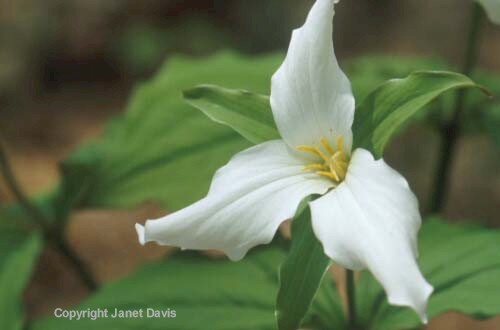 15-Trillium