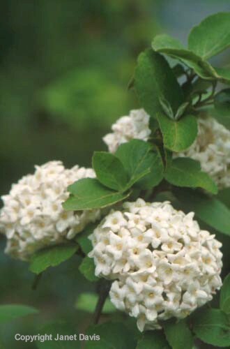 20-Viburnum