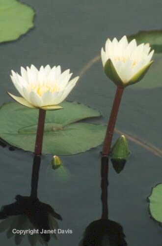 22-Waterlily