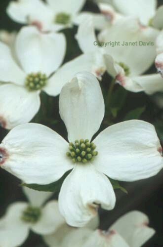 23-Dogwood