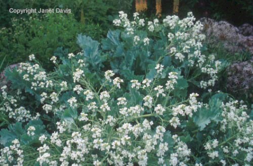 30-Crambe