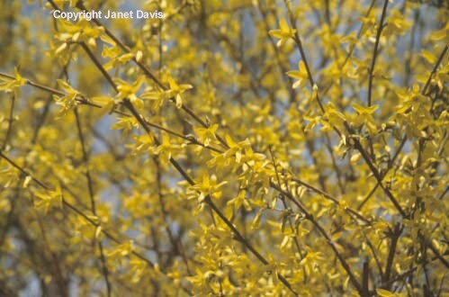 04-Forsythia