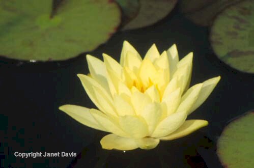 05-Waterlily