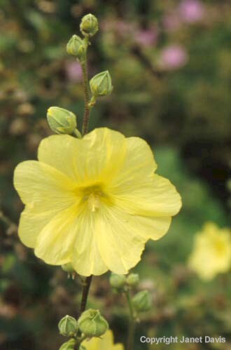 10-Hollyhock