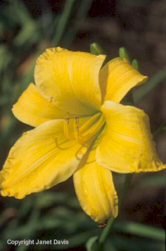 12-Daylily