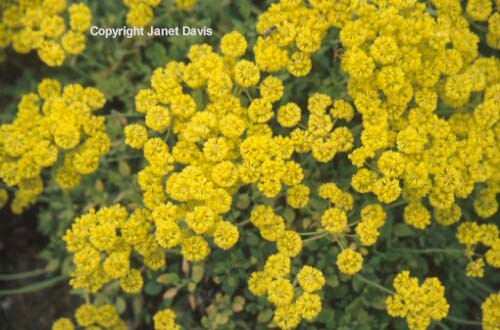 15-Eriogonum