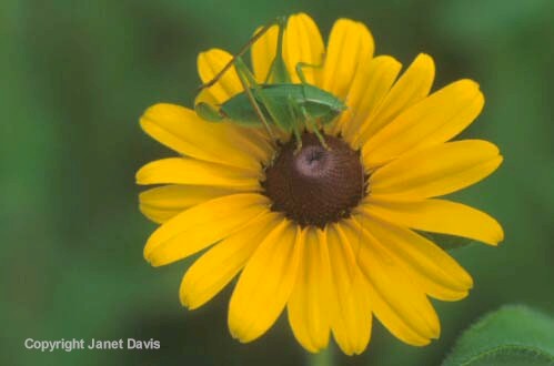 26-Rudbeckia