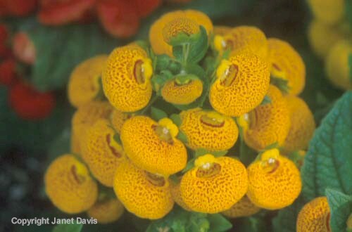 29-Calceolaria