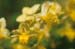 02-Epimedium