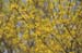 04-Forsythia