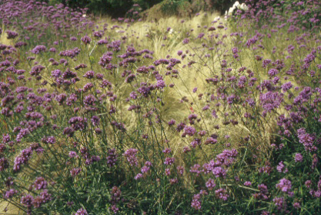 Verbena