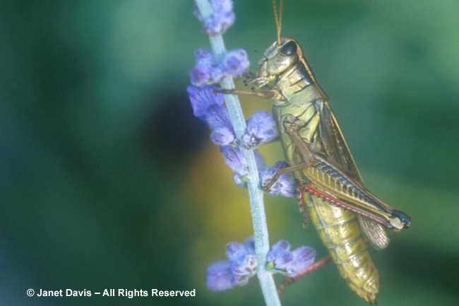 Grasshopper on Russian Sage