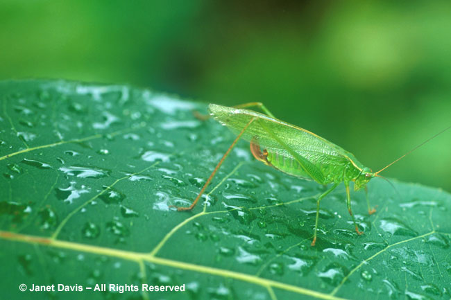 Katydid on Basswood Leaf