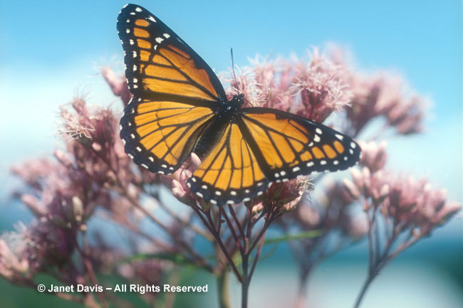 Monarch on Joe Pye Weed