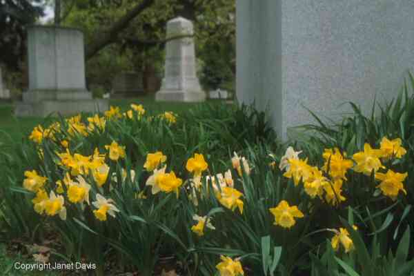 01-02-Daffodils