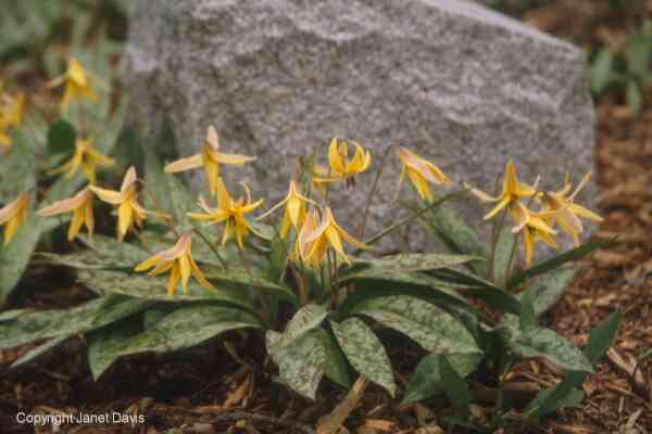 01-07-TroutLily