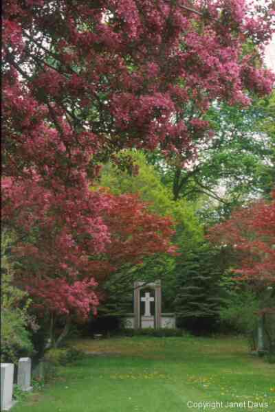 01-10-Crabapple-Cross