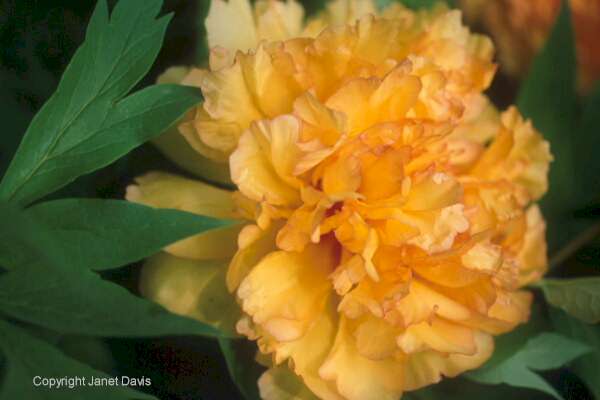 01-16-Peony-3