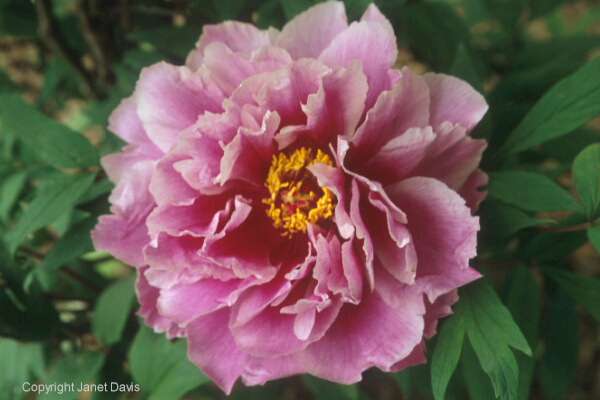 01-17-Peony-2