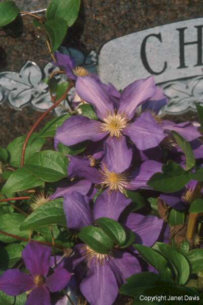 02-04-Clematis