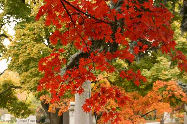 03-01-Japanese-maples